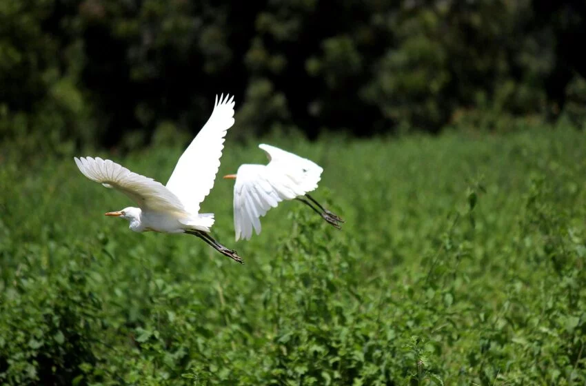 Descubra o Pantanal em um roteiro único!