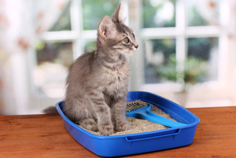  Tudo que precisa saber sobre caixa de areia para gatos