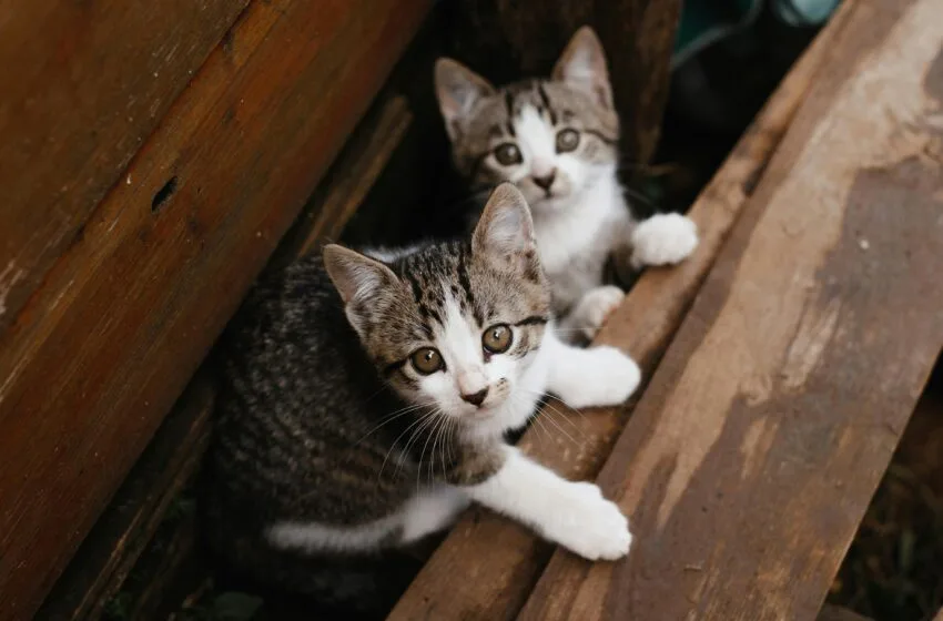  Muito fofos: imagens de gatos