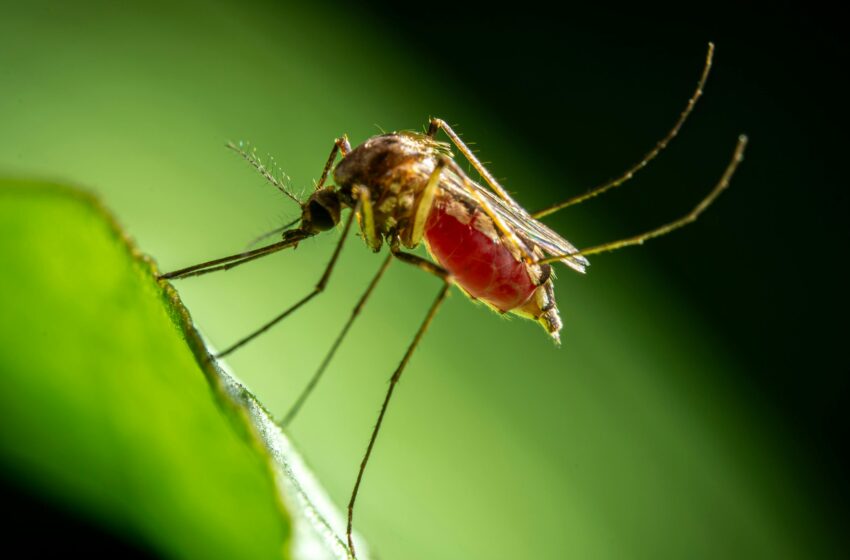  Proteja-se do mosquito da dengue!